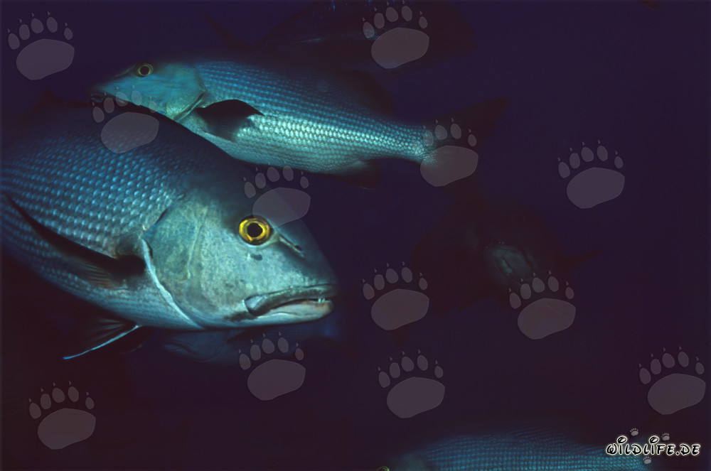 Two Twinspot Snappers (Lutjanus bohar)
