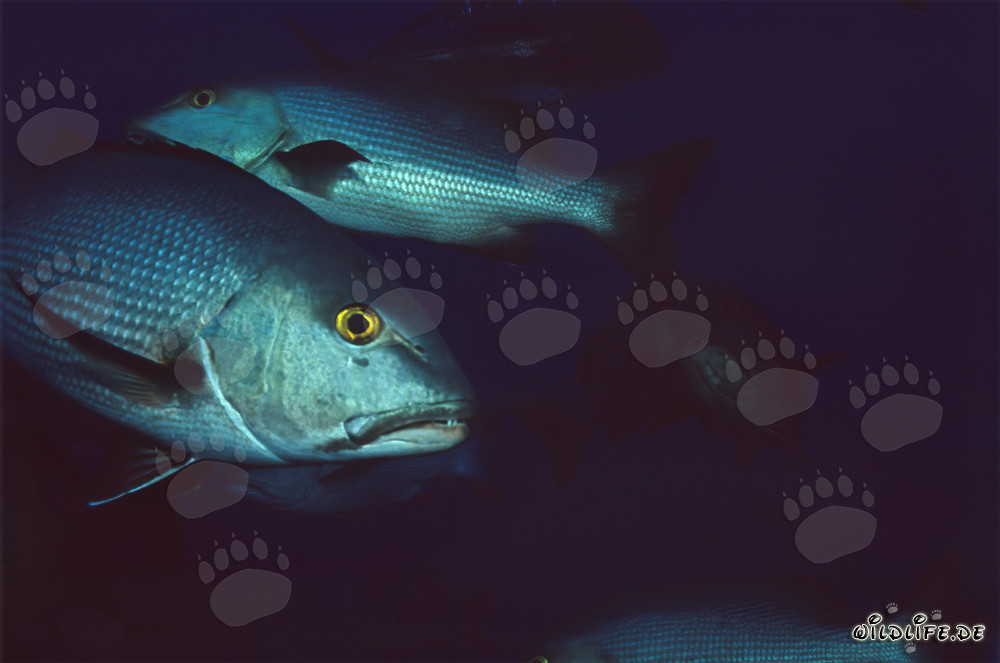Deux Vivaneaux à deux taches (Lutjanus bohar)