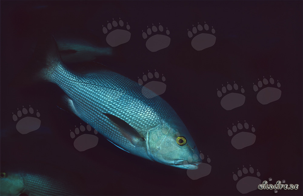 Cernia a due macchie (Lutjanus bohar) a Shark Reef