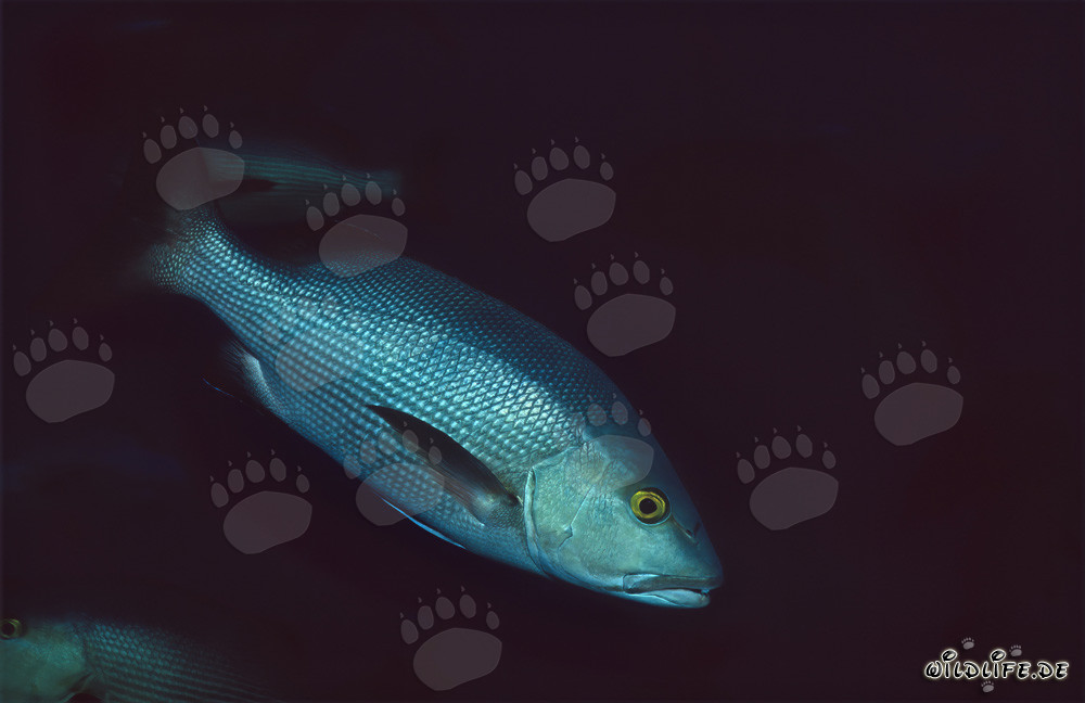 Pargo de dos manchas (Lutjanus bohar) en Shark Reef