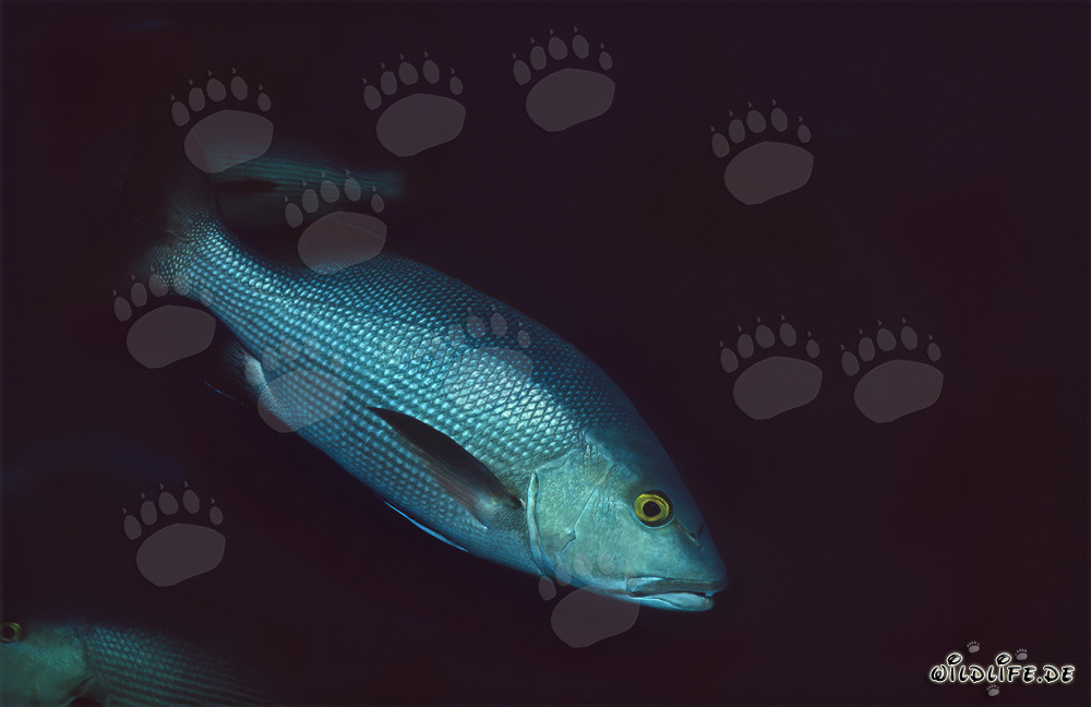 Twinspot Snapper (Lutjanus bohar) at Shark Reef