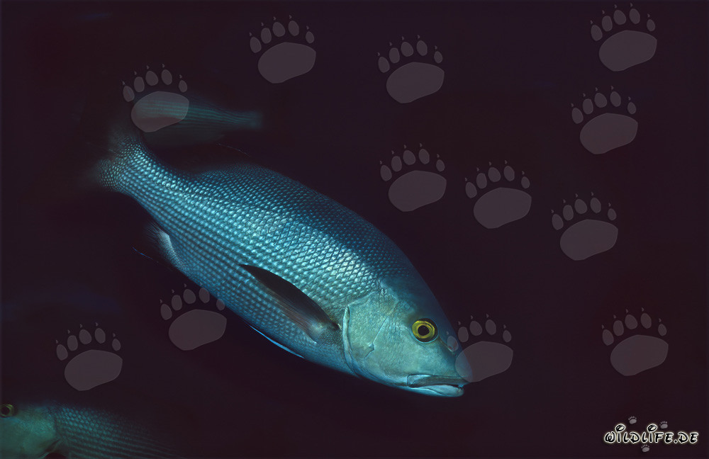 Vivaneau à deux taches (Lutjanus bohar) au Shark Reef