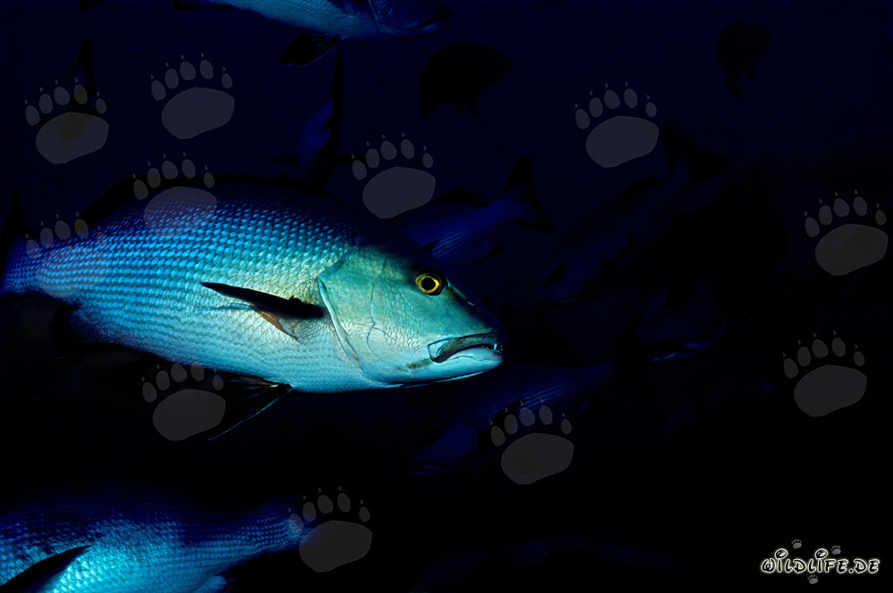 Cernia maculata doppia - Affascinante abitante della laguna di Beqa a Vitu Levu, Figi