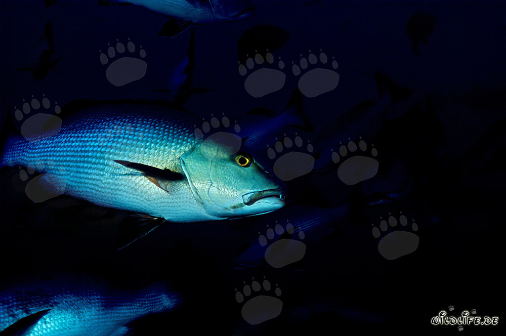 Doppelfleck-Schnapper - Faszinierender Bewohner der Beqa Lagune auf Vitu Levu, Fiji