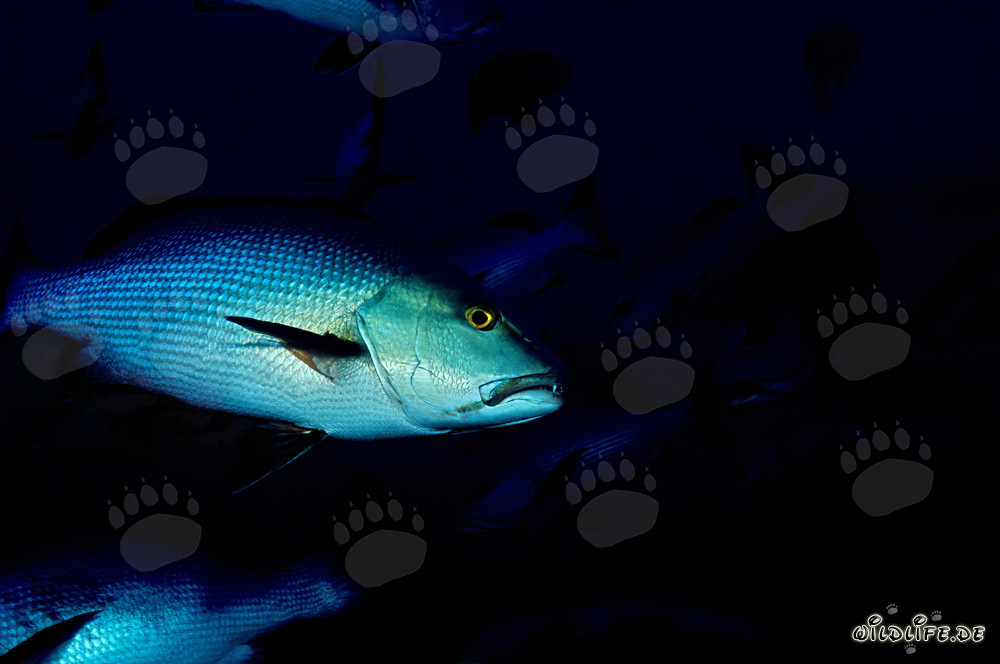 Pargo de manchas gemelas - Fascinante habitante de la laguna de Beqa en Vitu Levu, Fiji