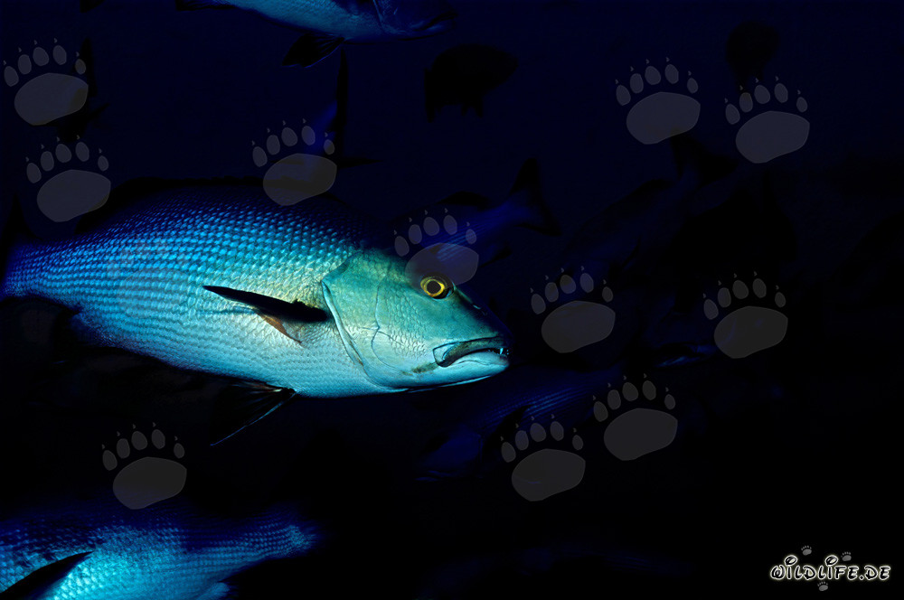 Twinspot Snapper - Fascinating Resident of Beqa Lagoon on Vitu Levu, Fiji