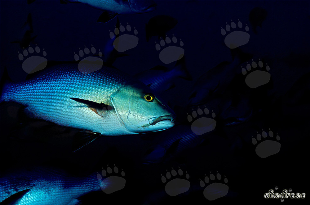 Vivaneau à taches jumelles - Fascinant habitant du lagon de Beqa à Vitu Levu, Fidji