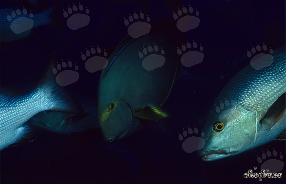 Faszinierender Doppelfleck-Schnapper und eleganter Schwarzdorn-Doktorfisch