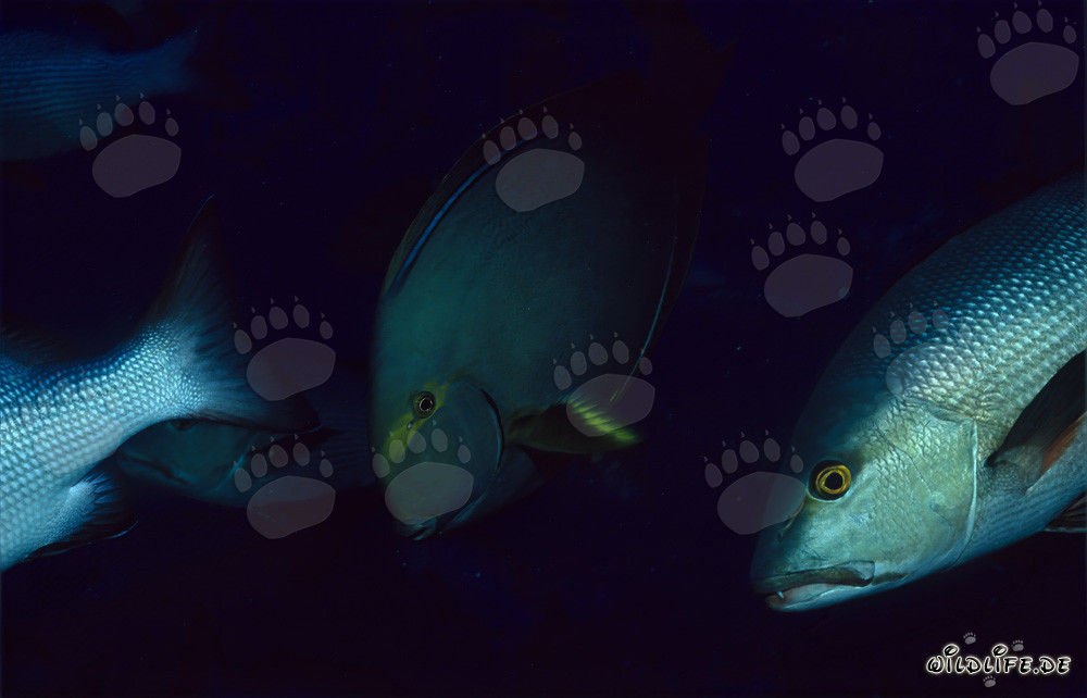 Espectacular pargo de dos manchas y elegante pez cirujano negro de espina