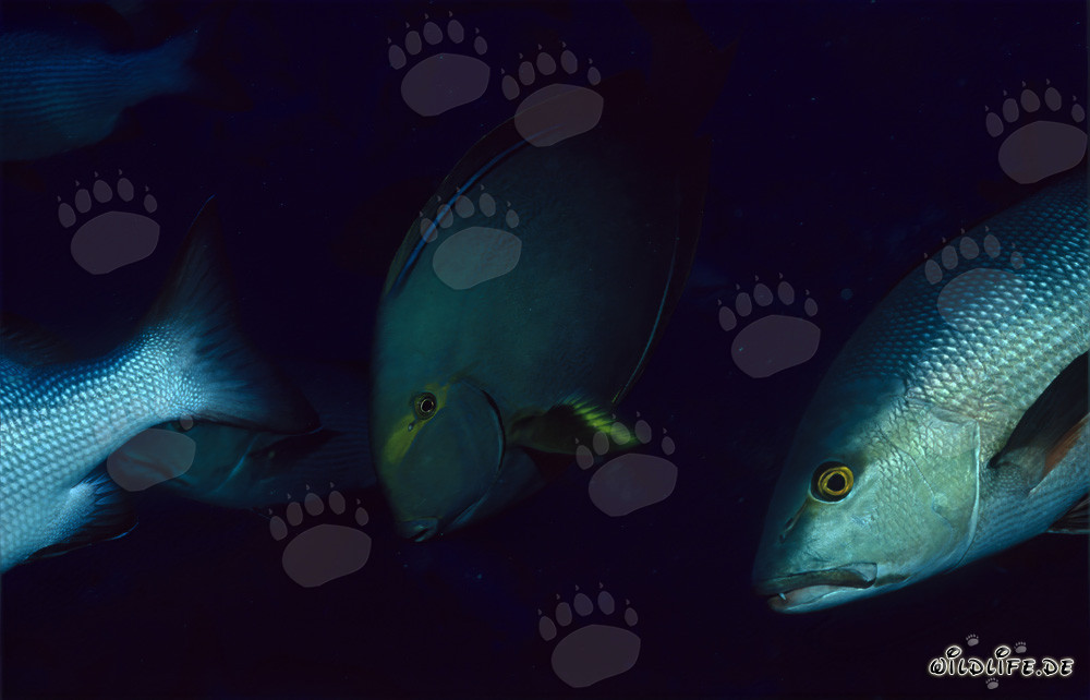 Affascinante pargo a due macchie e elegante chirurgo nero di spina