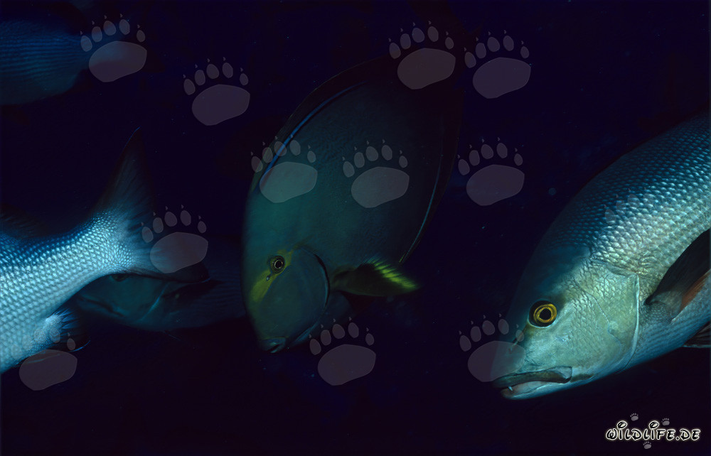 Fascinating Twinspot Snapper and Elegant Blackspot Surgeonfish