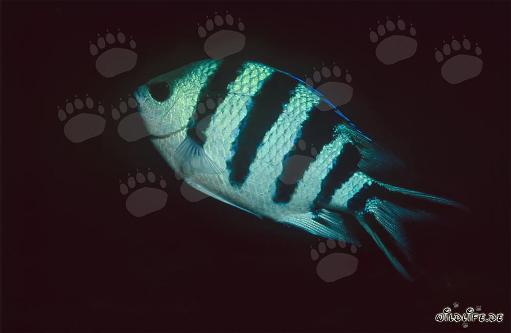 Sargento de cola de tijera (Abudefduf sexfasciatus) en la laguna de Beqa, Fiji