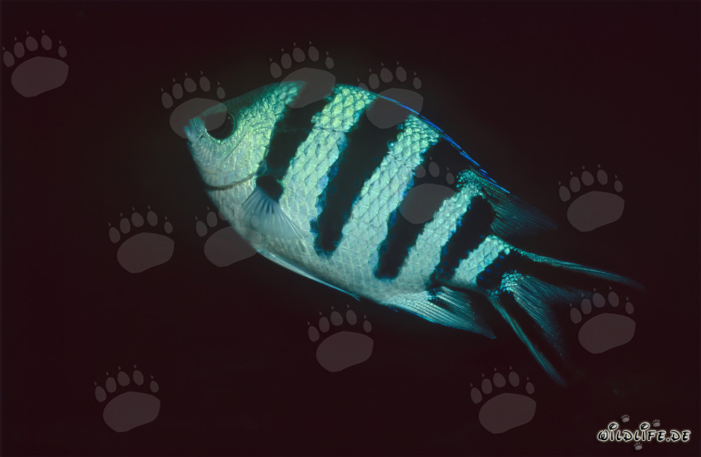 Scissortail Sergeant (Abudefduf sexfasciatus) in Beqa Lagoon, Fiji