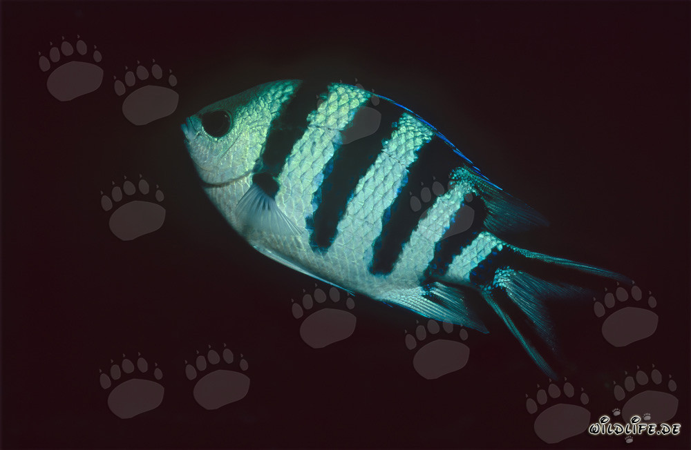 Sergent à queue de ciseaux (Abudefduf sexfasciatus) dans le lagon de Beqa, Fidji