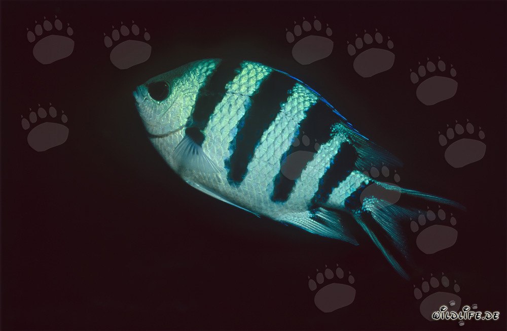Sergente dalla coda a forbice (Abudefduf sexfasciatus) nella laguna di Beqa, Figi