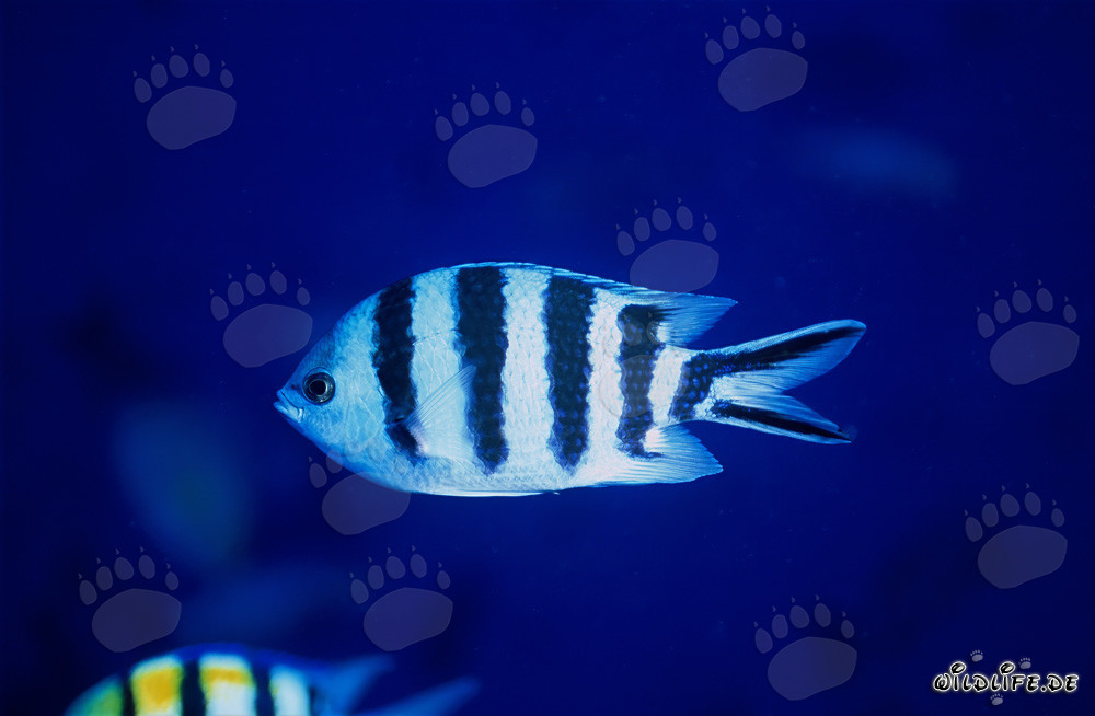 Sargento de cola de tijera (Abudefduf sexfasciatus) en el lago de Beqa, Fiyi
