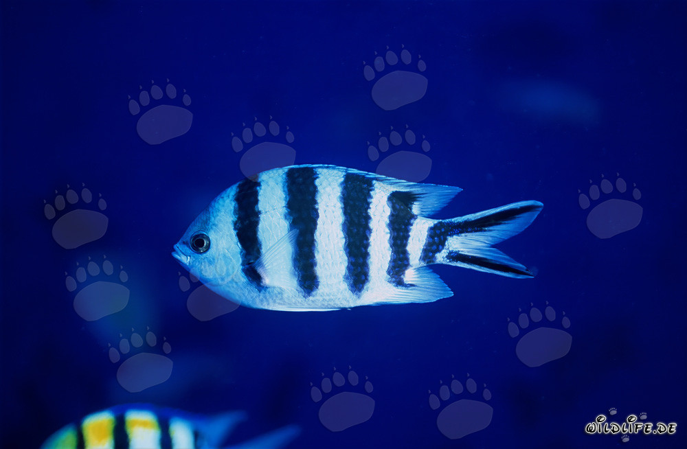 Scissortail Sergeant (Abudefduf sexfasciatus) in Beqa Lagoon, Fiji