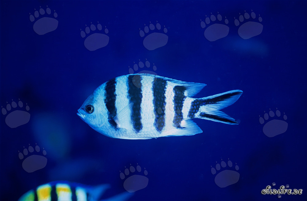 Sergent à queue de ciseaux (Abudefduf sexfasciatus) dans le lagon de Beqa, Fidji