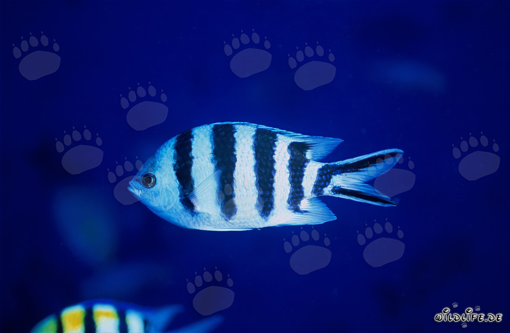 Sergente a coda di forbice (Abudefduf sexfasciatus) nel laguna di Beqa, Figi