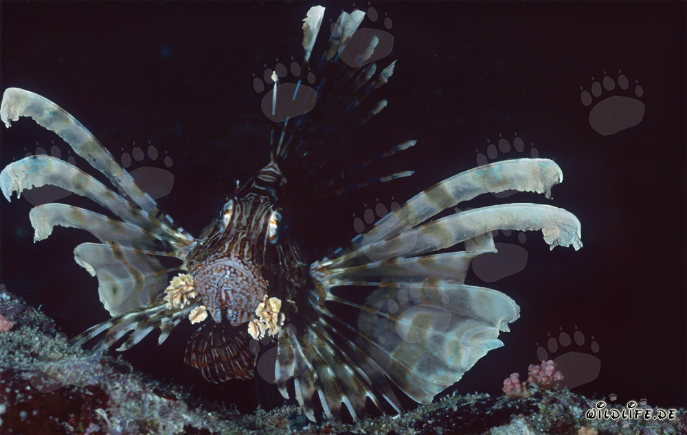 Discover the Fascinating Indian Lionfish in the Red Sea