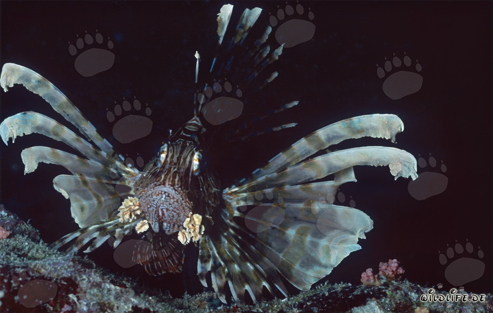 Rotfeuerfisch