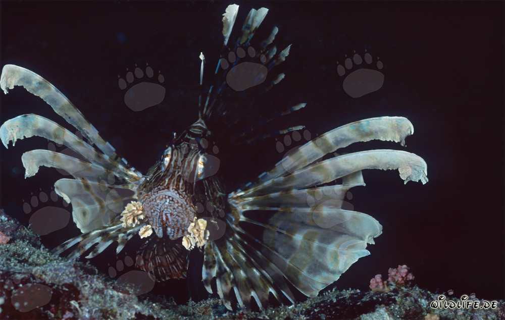 Descubra el fascinante pez león indio en el Mar Rojo