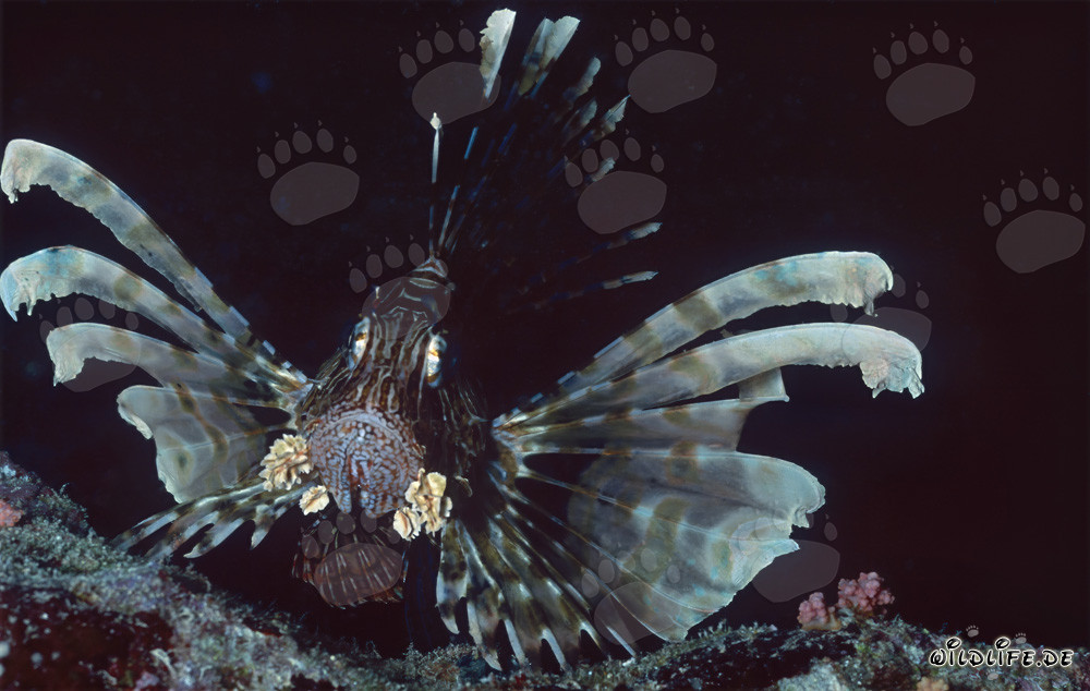 Découvrez le fascinant poisson-scorpion indien dans la mer Rouge