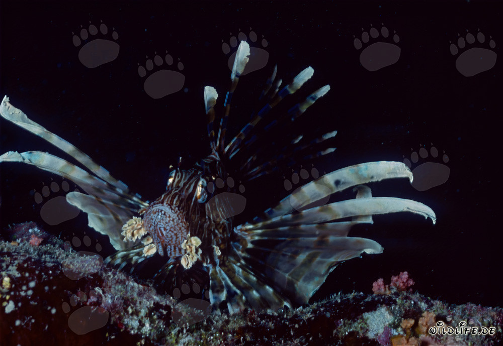 Fascinating Indian Lionfish (Pterois miles) in the Red Sea