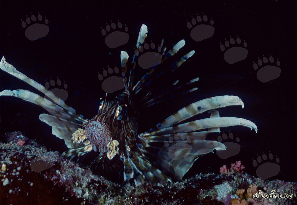Affascinante pesce leone indiano (Pterois miles) nel Mar Rosso