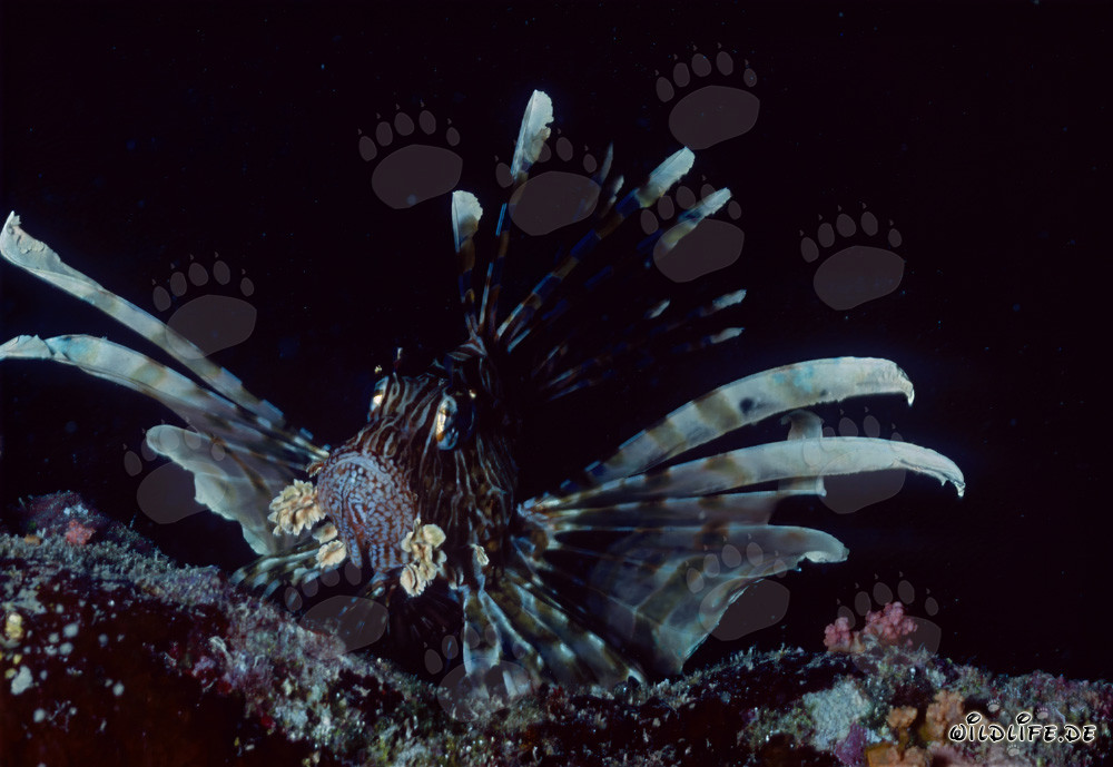 Fascinante pez león indio (Pterois miles) en el Mar Rojo