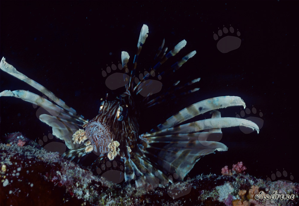 Poisson-scorpion indien fascinant (Pterois miles) dans la mer Rouge