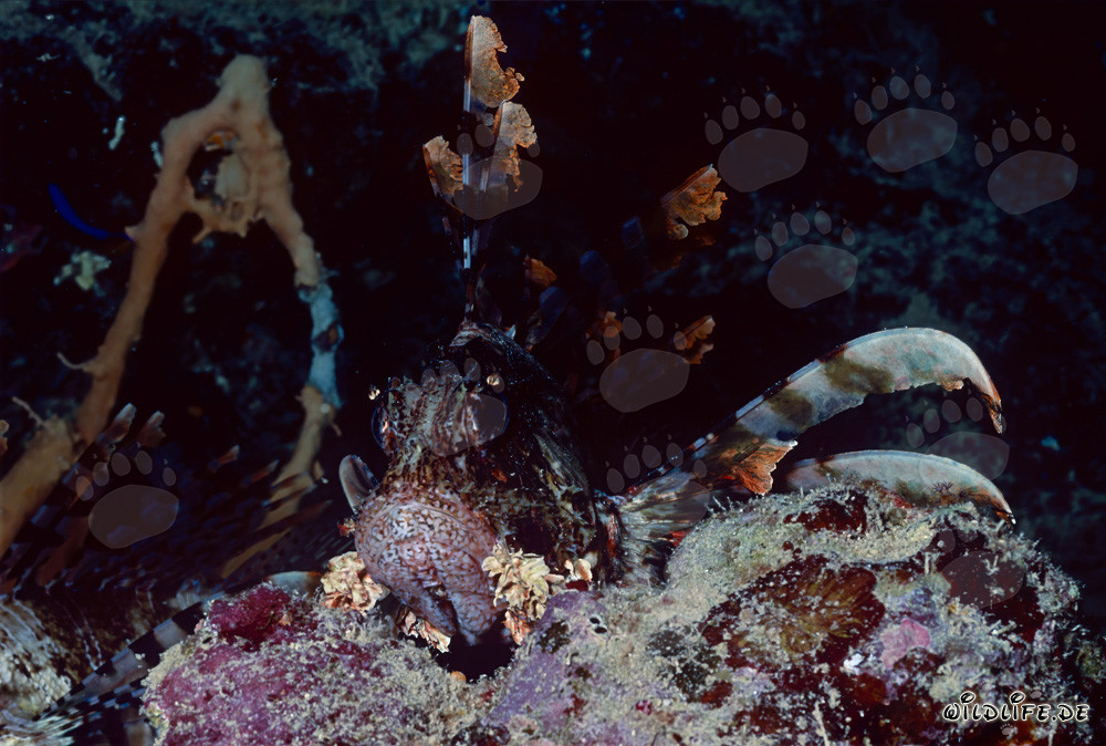 Fascinating Indian Lionfish (Pterois miles)