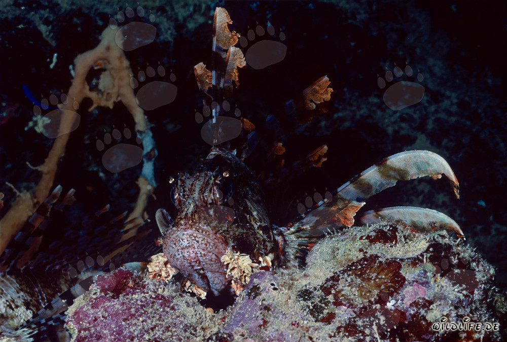 Affascinante pesce scorpione indiano (Pterois miles)