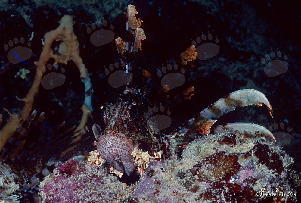 Fascinante pez escorpión indio (Pterois miles)