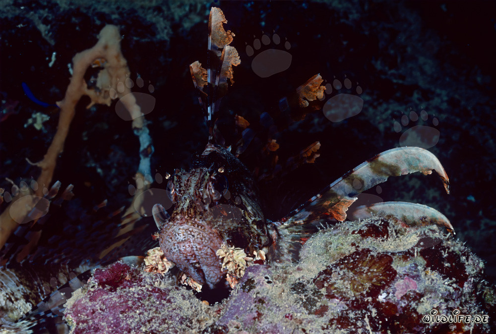 Poisson-scorpion indien fascinant (Pterois miles)