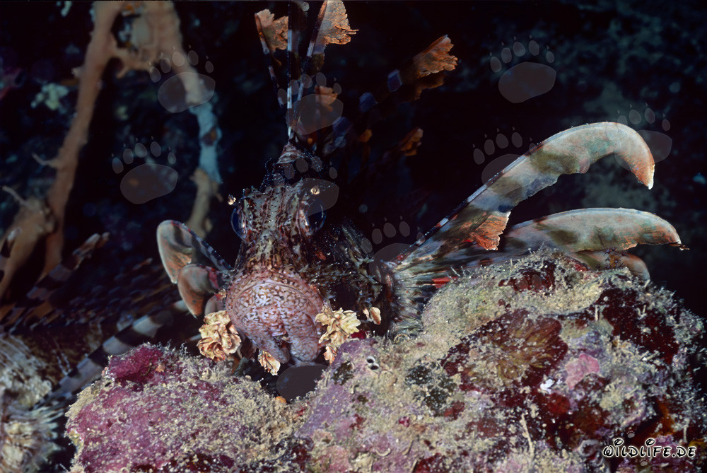 Fascinating Indian Lionfish (Pterois miles) in the Red Sea
