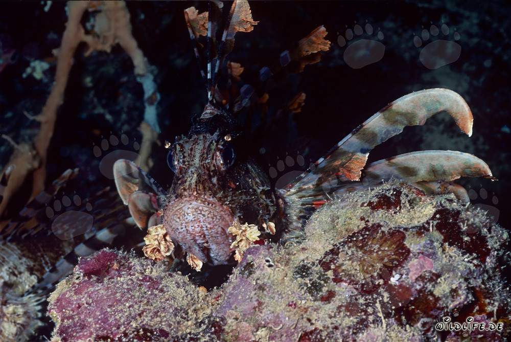 Affascinante pesce leone indiano (Pterois miles) nel Mar Rosso