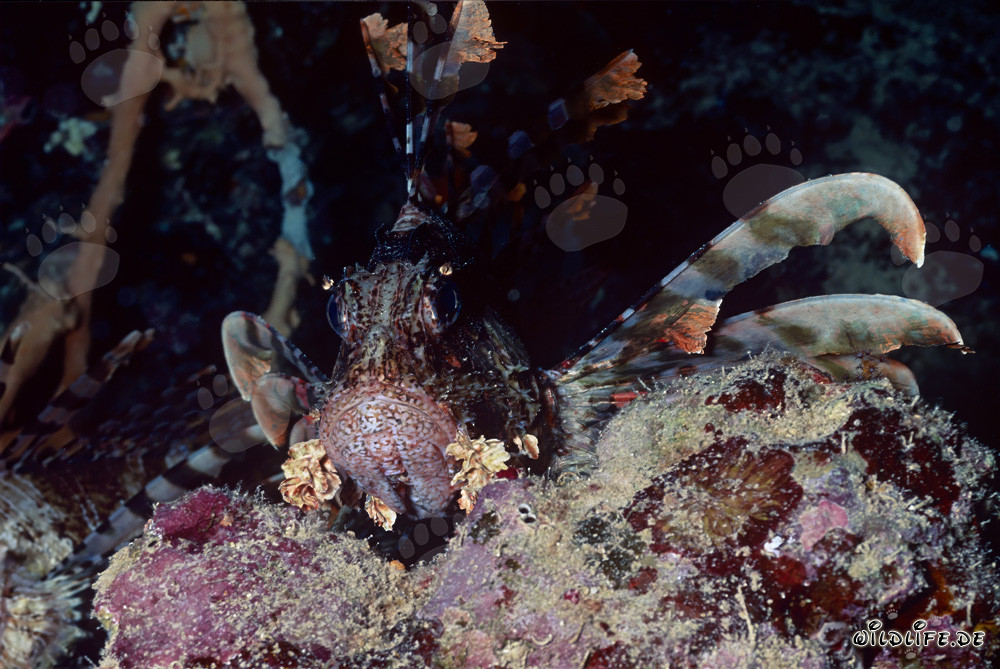 Fascinante pez león indio (Pterois miles) en el Mar Rojo