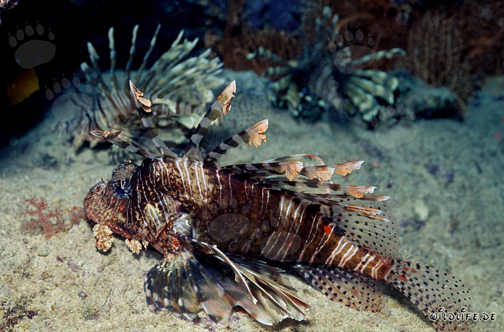 Fascinating Indian Lionfish (Pterois miles)