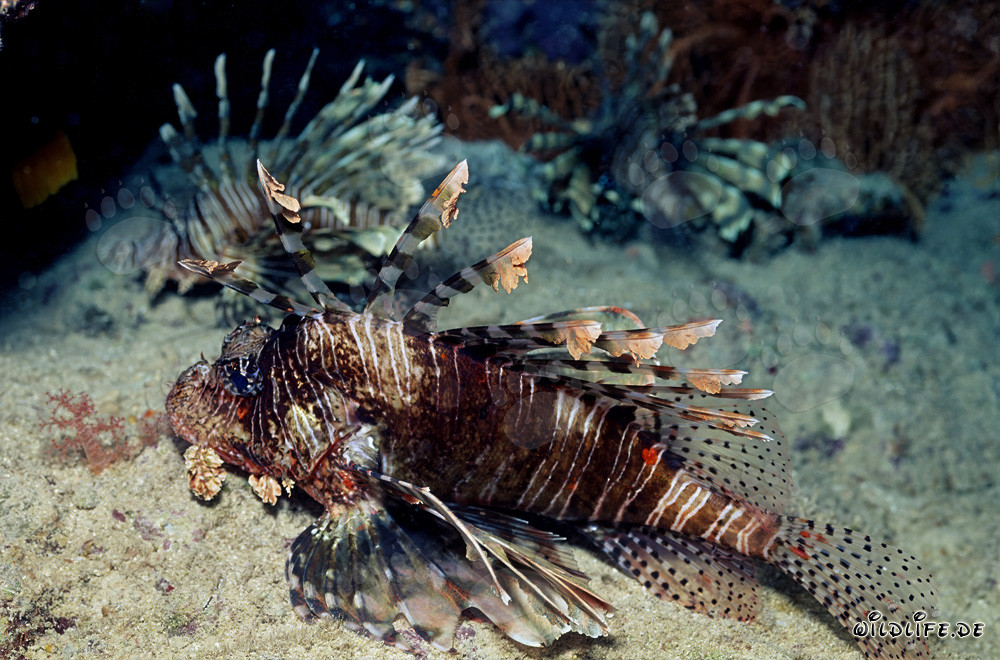 Rotfeuerfisch