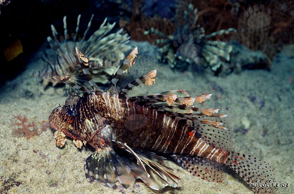 Fascinante Pez León Indio (Pterois miles)