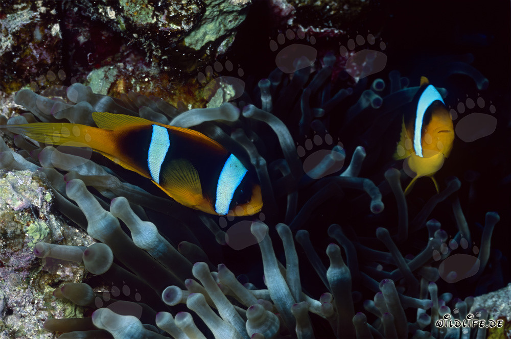 Affascinante pesce pagliaccio del Mar Rosso (Amphiprion bicinctus)