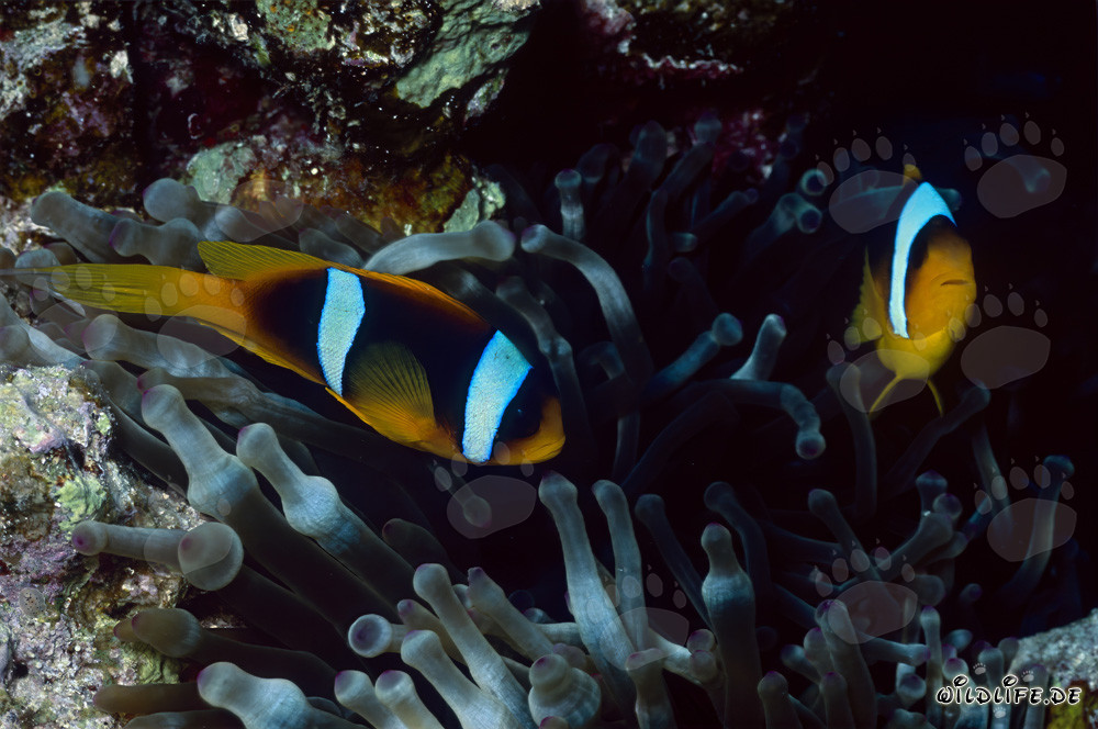 Fascinante pez payaso del Mar Rojo (Amphiprion bicinctus)