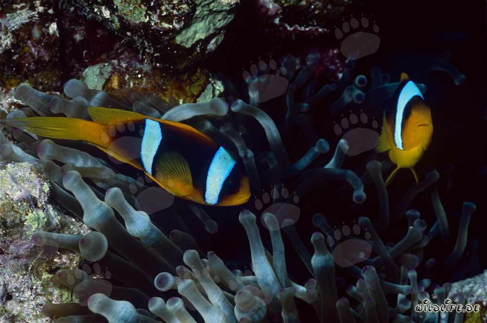 Poisson-clown fascinant de la mer Rouge (Amphiprion bicinctus)