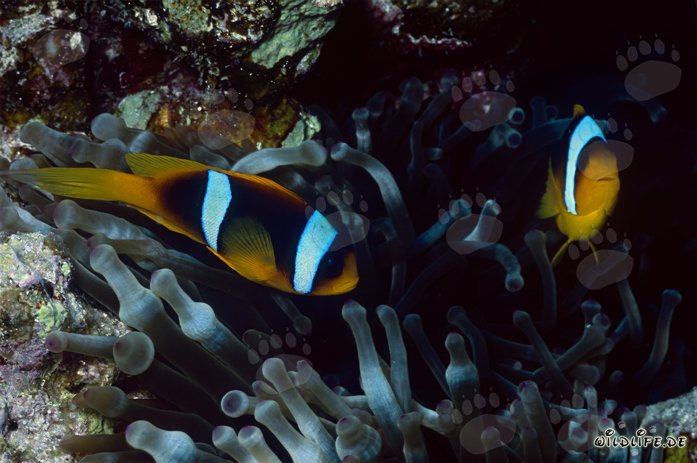 Fascinating Red Sea Anemonefish (Amphiprion bicinctus)