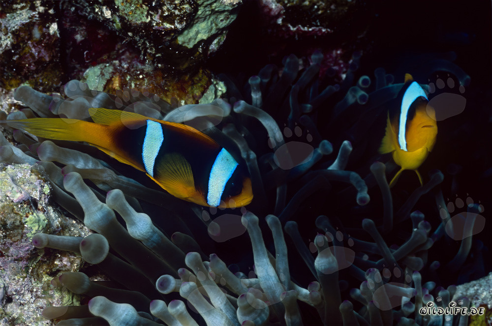 Rotmeer-Anemonenfisch