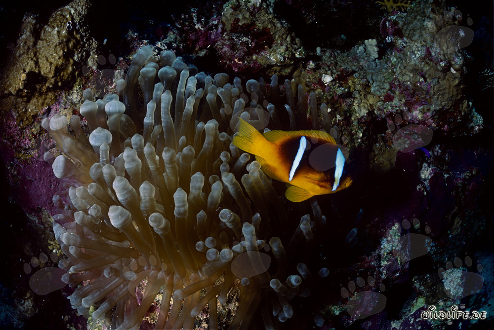 Affascinante pesce pagliaccio del Mar Rosso (Amphiprion bicinctus)