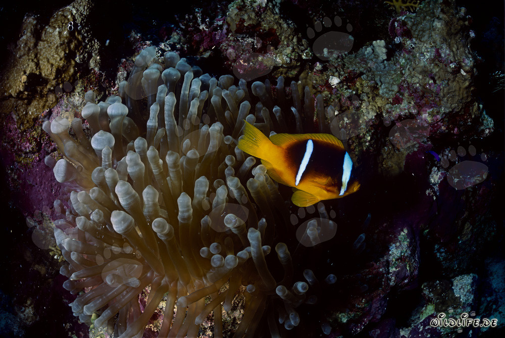 Fascinante pez payaso del Mar Rojo (Amphiprion bicinctus)