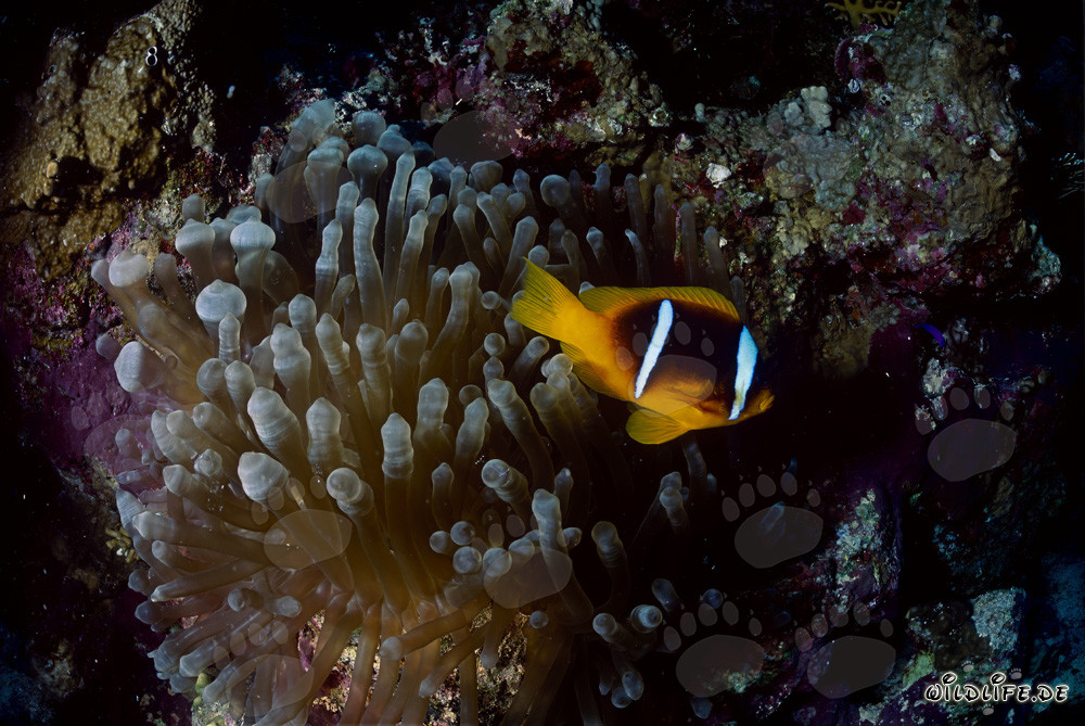 Fascinant poisson-clown de la mer Rouge (Amphiprion bicinctus)