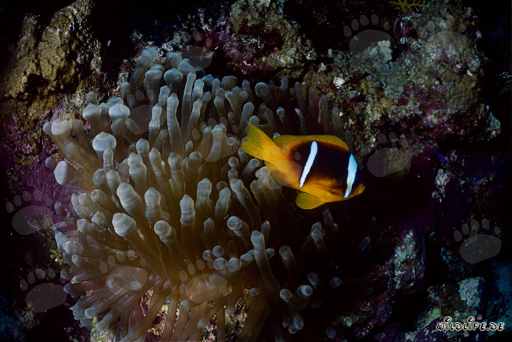 Fascinating Red Sea Anemonefish (Amphiprion bicinctus)